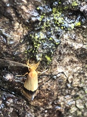 Crocanthes micradelpha