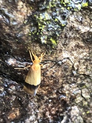 Crocanthes micradelpha