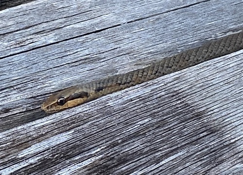 Bahamian Racer