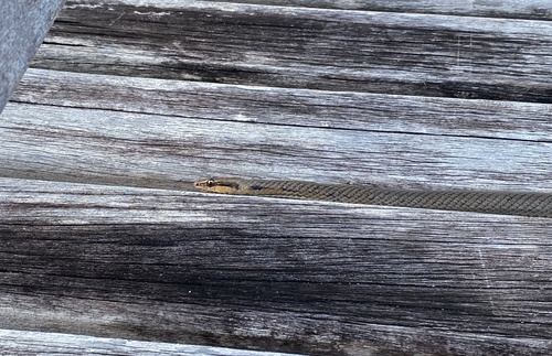 Bahamian Racer