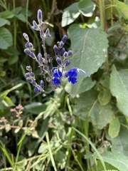 Salvia scutellarioides