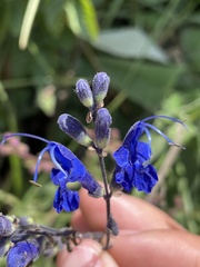 Salvia scutellarioides