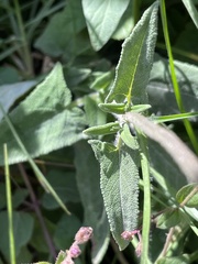 Salvia scutellarioides