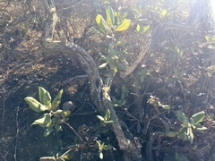 Comarostaphylis diversifolia