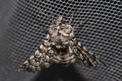 Dinophalus thrasyschema