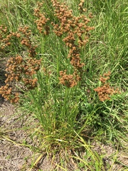 Juncus marginatus