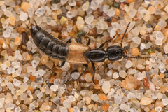 Cafius luteipennis