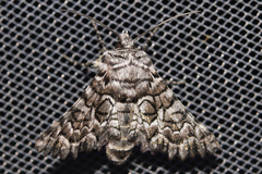 Dinophalus thrasyschema