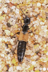 Cafius luteipennis