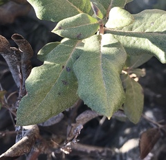 Comarostaphylis diversifolia