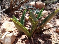 Eulophia tuberculata