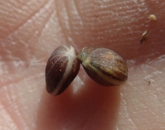 Cornus sericea sericea