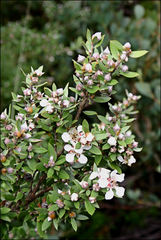 Leptospermum grandifolium