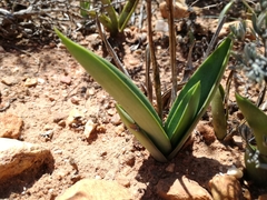 Eulophia tuberculata