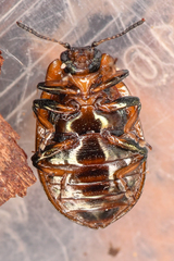 Chrysomela schaefferi