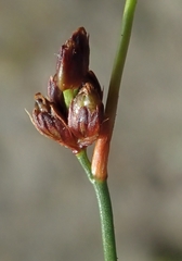 Juncus castaneus leucochlamys