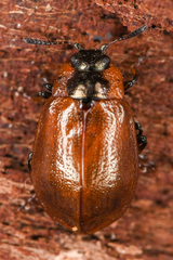 Chrysomela schaefferi