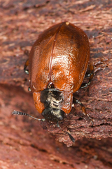 Chrysomela schaefferi