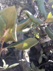 Comarostaphylis diversifolia