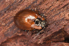 Chrysomela schaefferi