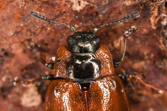 Chrysomela schaefferi