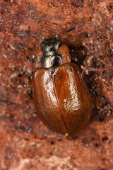 Chrysomela schaefferi