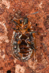 Chrysomela schaefferi