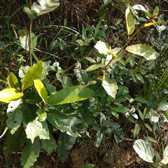 Vernonia solanifolia
