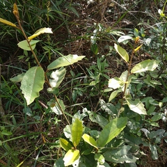 Vernonia solanifolia