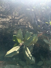 Comarostaphylis diversifolia