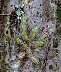 Tillandsia minutiflora
