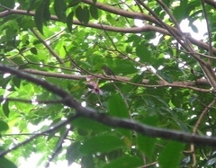 Orthotomus ruficeps