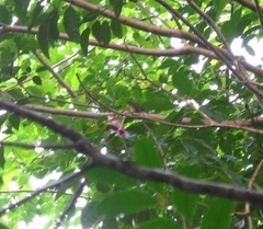 Orthotomus ruficeps