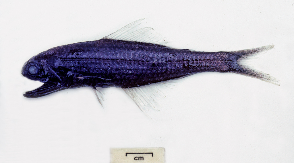 Multispotted Lanternfish