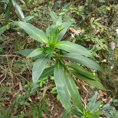 Hedyotis acutangula