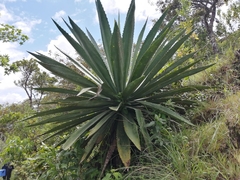 Agave tequilana