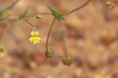 Goodenia micrantha