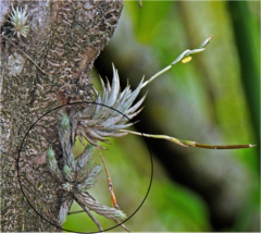 Tillandsia minutiflora