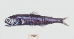 Barnards Lanternfishes photo 1