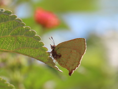 Cyanophrys pseudolongula