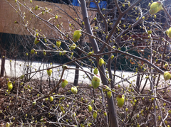 Corylopsis
