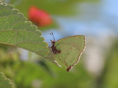 Cyanophrys pseudolongula