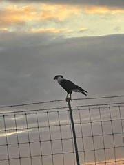Caracara