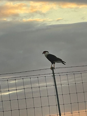Caracara