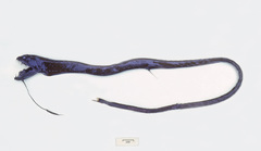 Ribbon Sawtail Fish photo 2