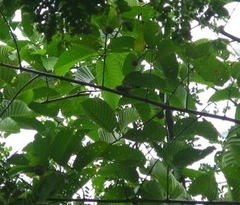 Aegithina viridissima