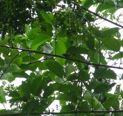 Aegithina viridissima