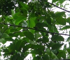 Aegithina viridissima