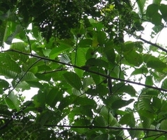 Aegithina viridissima