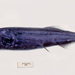 Platytroctidae - Photo 由 Ken Graham 所上傳的 (c) Ken Graham，保留部份權利CC BY-NC